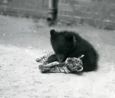 A Brown Bear cub plays with a Tiger cub at London Zoo, April 1914 by Frederick William Bond